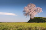 Prunus Dulcis